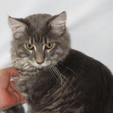 Maine Coon Honda "Flyttet"