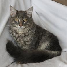 Maine Coon Honda "Flyttet"