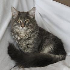 Maine Coon Honda "Flyttet"