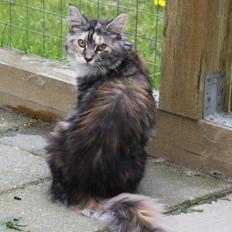 Maine Coon DK Ullitscoon's Elanora ( Ariel )