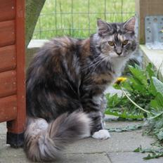 Maine Coon DK Ullitscoon's Elanora ( Ariel )