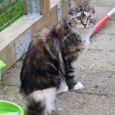 Maine Coon DK Ullitscoon's Elanora ( Ariel )