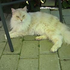 Maine Coon Struves Manuel, over regnbuen