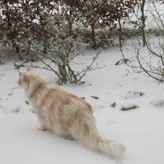 Maine Coon Struves Manuel, over regnbuen
