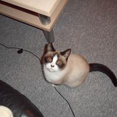 Blanding af racer Perle