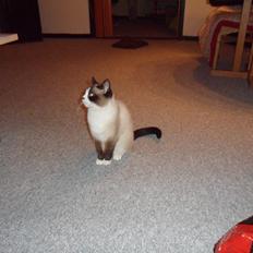 Blanding af racer Perle