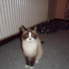 Blanding af racer Perle