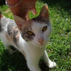 Huskat Cleo <3