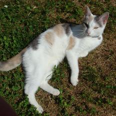 Huskat Cleo <3