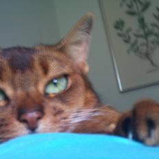 Abyssinier Miss Marilyn Monroe af Khartoum