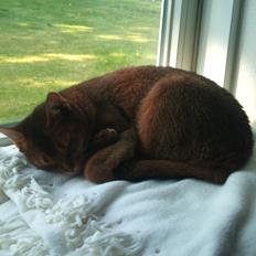 Abyssinier Miss Marilyn Monroe af Khartoum