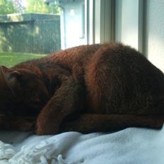 Abyssinier Miss Marilyn Monroe af Khartoum