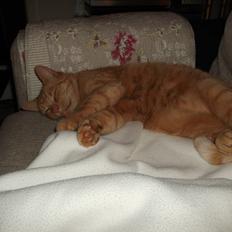 Huskat Holger (Hutte)