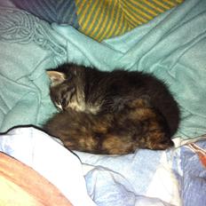 Blanding af racer Snuske/Tulle