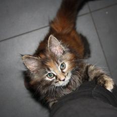 Blanding af racer Alfie <3