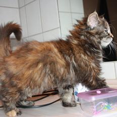 Blanding af racer Alfie <3