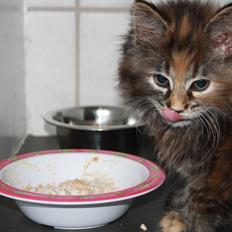 Blanding af racer Alfie <3