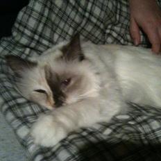 Hellig Birma DK Rosenlyst's Bailey