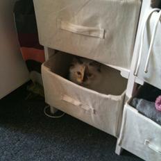 Hellig Birma DK Rosenlyst's Bailey