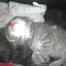 Blanding af racer ikke navngivet endnu