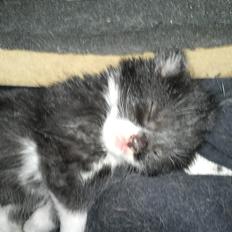 Blanding af racer Black or whit