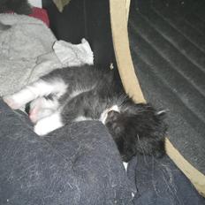 Blanding af racer Black or whit