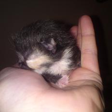 Huskat Taz