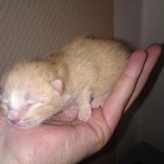 Huskat Cornelius R.I.P.