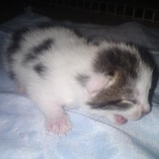 Huskat Leopold