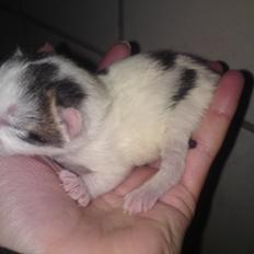 Huskat Leopold