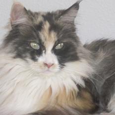 Maine Coon minnie