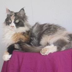 Maine Coon minnie