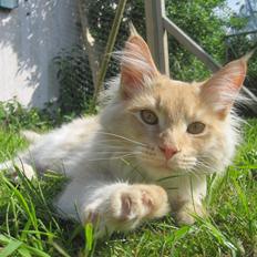 Maine Coon Oliver