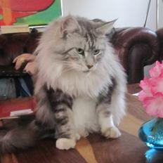 Maine Coon barco