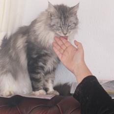 Maine Coon barco