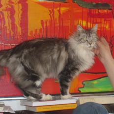 Maine Coon barco