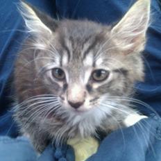 Blanding af racer William