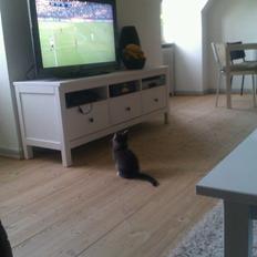 Blanding af racer William