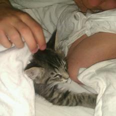 Blanding af racer William