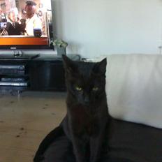 Huskat hylycks Sofus R.I.P.