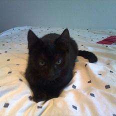 Huskat hylycks Sofus R.I.P.