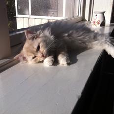 Blanding af racer Malibu