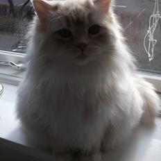 Blanding af racer Malibu