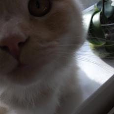 Blanding af racer Simba