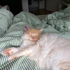 Blanding af racer Simba