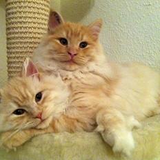 Blanding af racer Simba