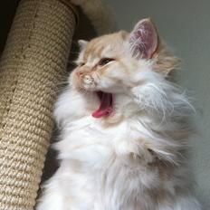 Blanding af racer Malibu