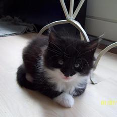 Blanding af racer Jackson