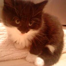 Blanding af racer Jackson