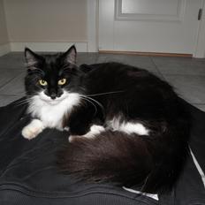 Blanding af racer Jackson